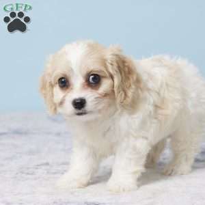 Grace, Cavachon Puppy